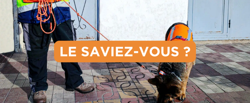 Le saviez vous ? Il existe une façon de détecter les fuites d'eau avec des chiens !